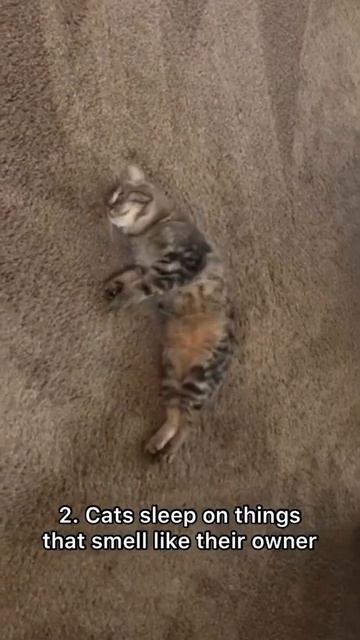 3 cat facts you DID NOT know #shorts смотреть онлайн