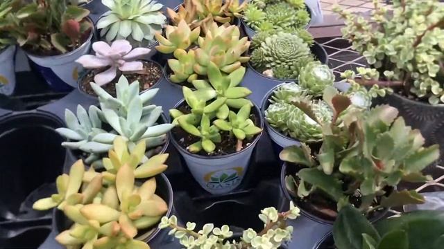 Lowes Shop With Me || Succelent 🌵 Plant Shopping 🛒 смотреть онлайн