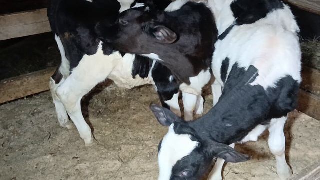 бычки 4 мес. смотреть онлайн