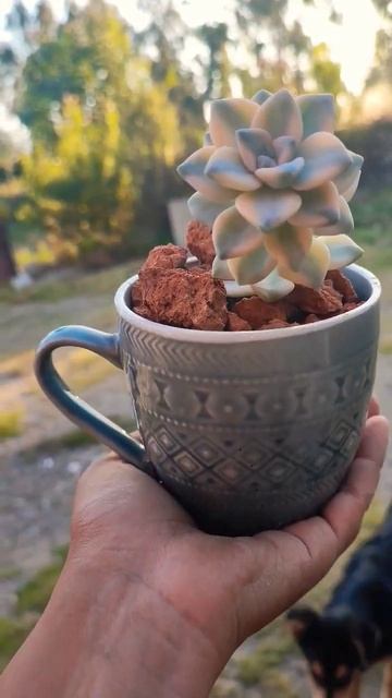 IMPRESIONANTE GRAPTOVERIA VICTOR KANE VARIEGADA EN SU NUEVA MACETA смотреть онлайн