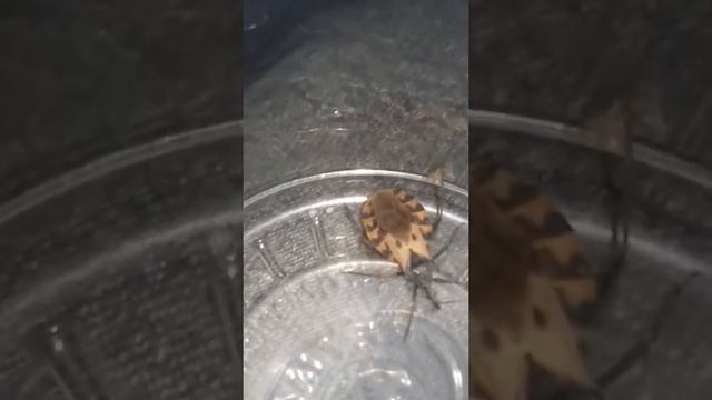 El famoso pic смотреть онлайн