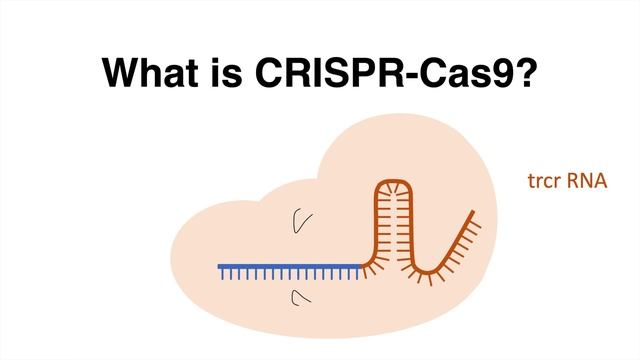 How CRISPR Cas9 works (animation explained in 1 minute) смотреть онлайн