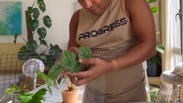 Monstera Dubia Propagation