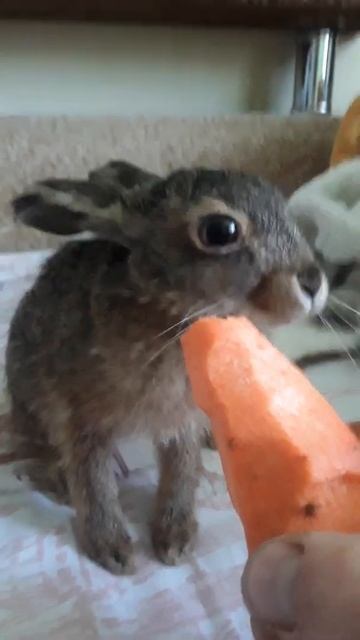 Дикий заяц ест морковь 🐰 смотреть онлайн