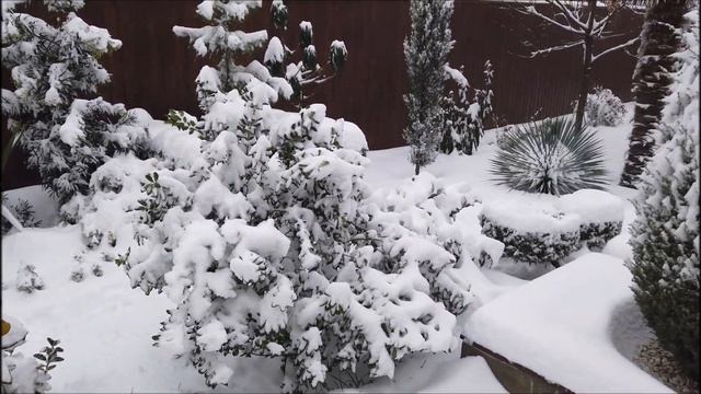 Вечнозелёный сад зимой, зона 6 смотреть онлайн