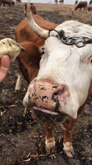 Smart cow and man who has friendly in the farm | Cow and man funny | Cow love their owner | cow eat смотреть онлайн