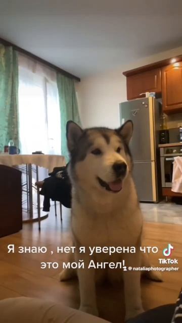 Собаку настоящий друг! смотреть онлайн