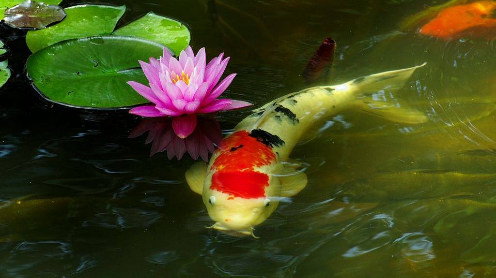 РР4 Медное - в поисках клёва (100 серия)