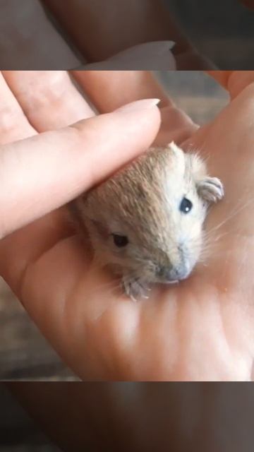 Крошка песчанка пригрелась на ладошке ❤️ #animal #cute #gerbils #pet #животные #монгольская #хомяк смотреть онлайн