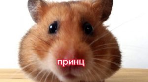 как назвать хомяка 2 часть (мальчики)