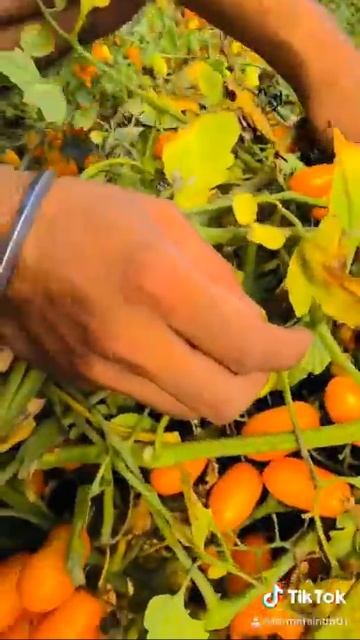 Cherry Tomatoes...2020pruduce смотреть онлайн