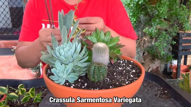 Succulent Arrangement in Terracotta Bowl Pot смотреть онлайн