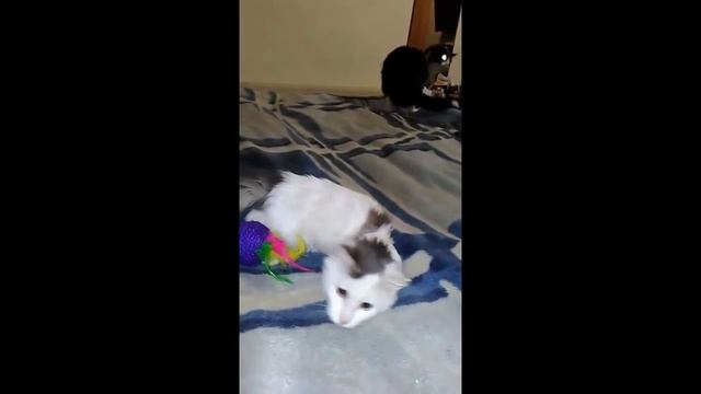 Масяня. Всем смертям назло... смотреть онлайн
