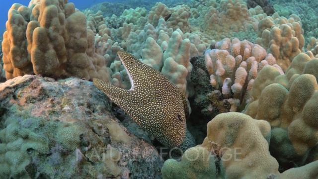 White spot moray eel on reef opens mouth underwater off the Kona Coast Big Island Hawaii смотреть онлайн
