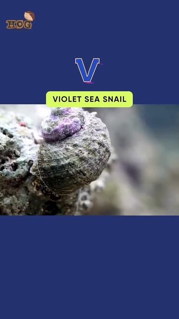 ABC Sea Animals Song For Kids | Letter T,U,V,W | Learn Alphabets And #Animals For Kids #abcd #short