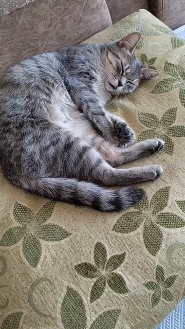 Все леди должны спать укладываться удобно. смотреть онлайн