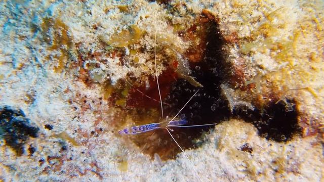 Grand Cayman Diving