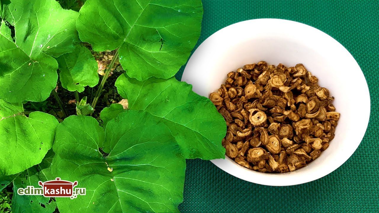 Как заготовить корень ЛОПУХА на зиму. Очень простой и быстрый способ! смотреть онлайн