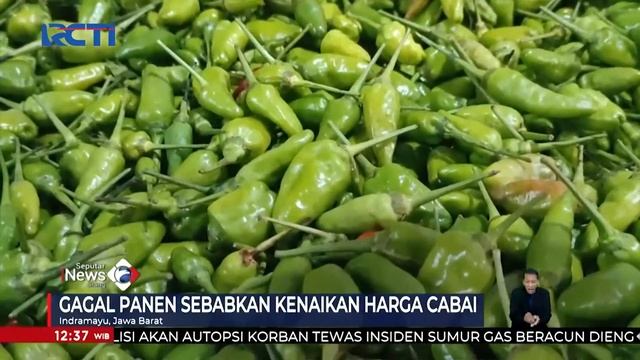 Harga Cabai Rawit di Pasar Tradisional Naik jadi Rp80.000 Per Kilogram #SeputariNewsSiang 13/03 смотреть онлайн