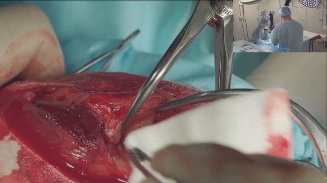 ПКС у собаки смотреть онлайн