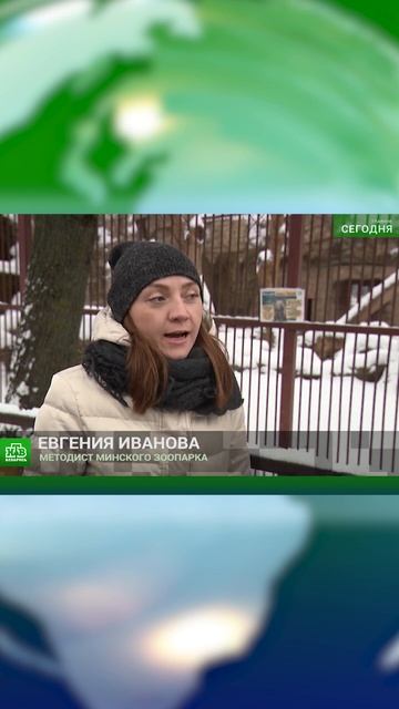 #новости | В Минском зоопарке медведь Тристан ушёл в спячку! смотреть онлайн