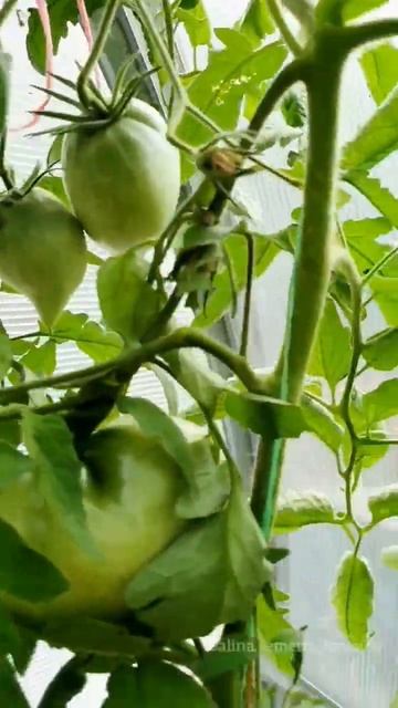 МИНУСИНСКИЕ ТОМАТЫ🍅#помидоры#семенатоматов#сад#томаты#гномтоматный#огород смотреть онлайн