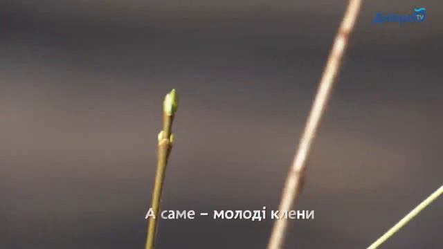 Співробітники КП «Міськавтопарк» висадили на парковках Дніпра молоді клени смотреть онлайн