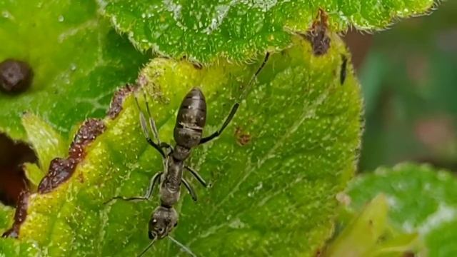 The striated bispinous ant (Diacamma) смотреть онлайн