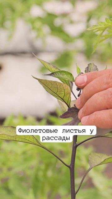Фиолетовая окраска листьев или стебля у рассады 🌱 В чем может быть причина? смотреть онлайн