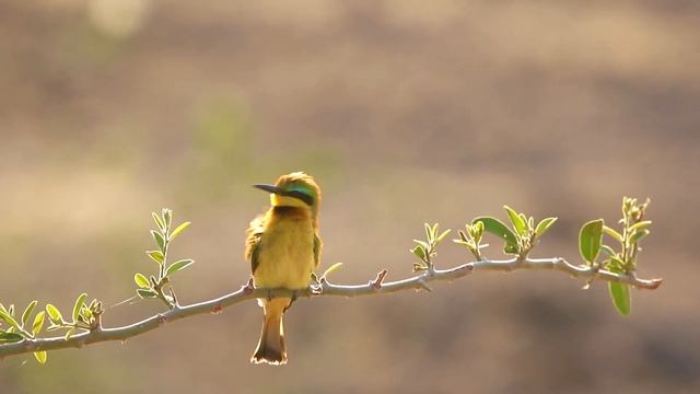 BUSHMAN PLAINS CAMP BOTSWANA. A WILDLIFE and NATURE PHOTOGRAPHY hotspot in the Okavango Delta. смотреть онлайн