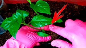 Рассада перца всегда хорошая- делаю вместо пикировки.