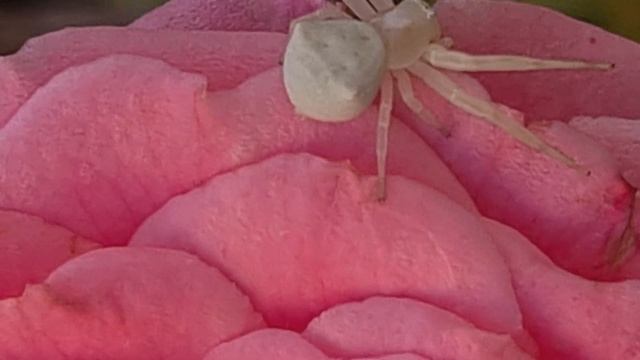 עכביש יפרוחית = סרטביש הפרחים Thomisus onustus смотреть онлайн