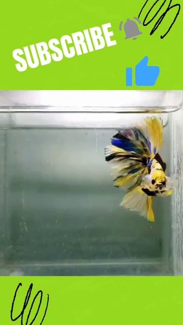 Beautiful Yellow Tiger HM Betta Fish 💛🐯💙 смотреть онлайн