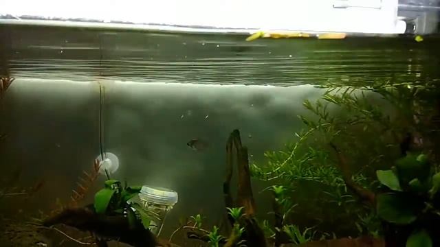 The aquatic machines canister filter смотреть онлайн