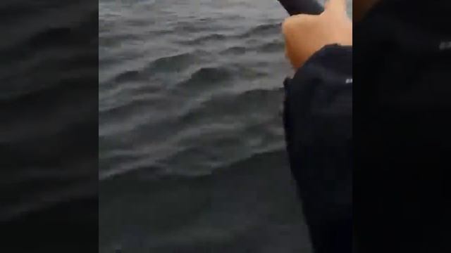 Barclay Sound Halibut - 51 pounder смотреть онлайн