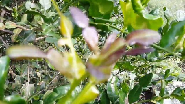 ศัตรูของมะกรูด :หนอนชอนใบมะกรูด Kaffir Lime #4 смотреть онлайн
