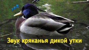 Звук кряканья дикой утки