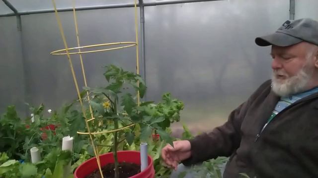 rooting suckers free plants смотреть онлайн