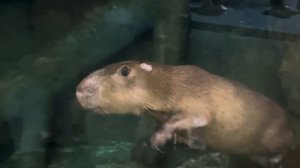 Москвариум на ВДНХ | капибара в Москве | Океанариум