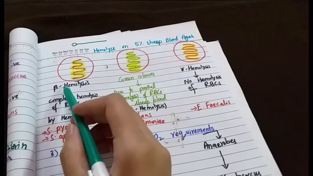 streptococci classification|group A,groupB,Group D| alpha ,beta,gamma hemolysis смотреть онлайн