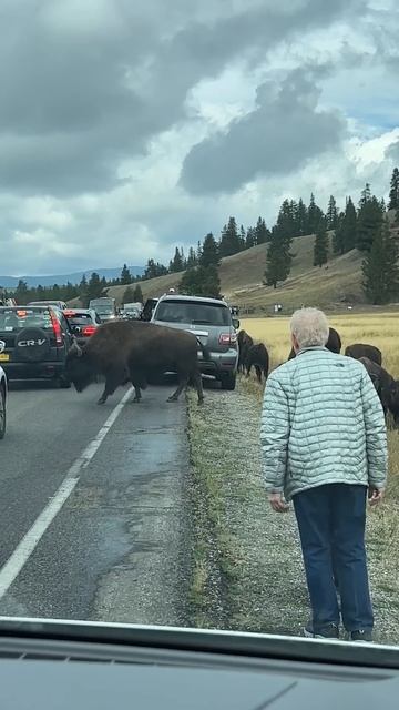 Man and Woman Got Out of Their Car to See the Bison Up-Close смотреть онлайн