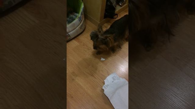 Собаке стыдно смотреть онлайн