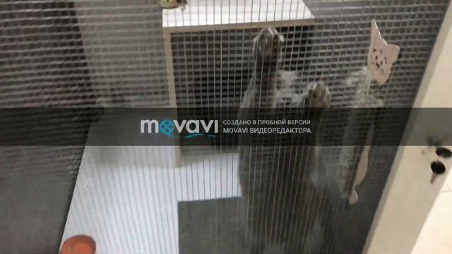 «#EcoSystemERG: зоогостиница для кошек «Кошкин дом» смотреть онлайн