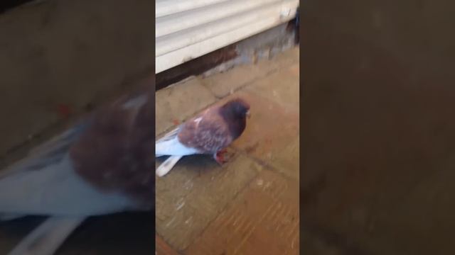 Dying pigeon with no help смотреть онлайн
