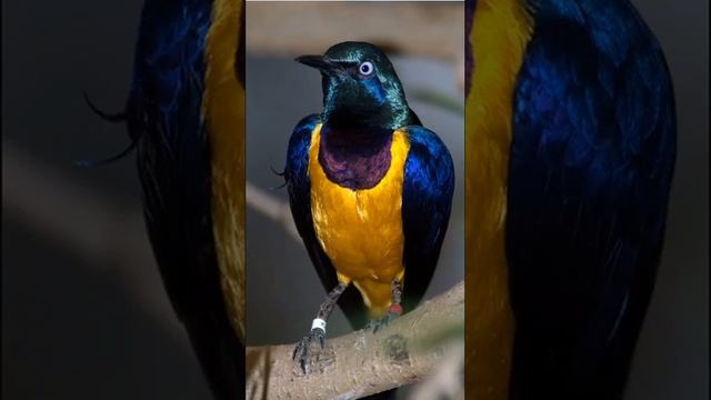 El pájaro campana смотреть онлайн