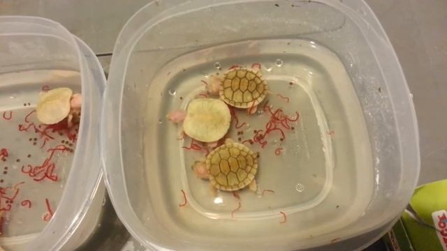 Snow & caramel pink/het snow turtles growth update смотреть онлайн