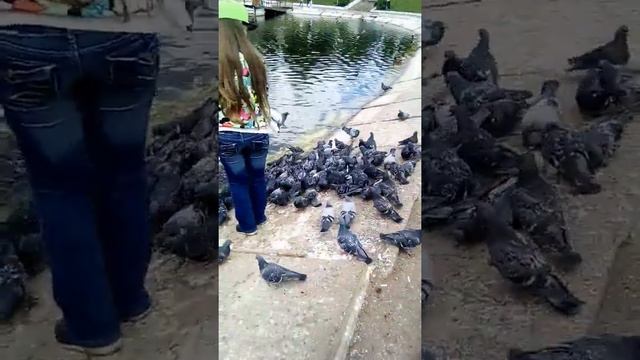 Королевы птиц ( мини влог* смотреть онлайн