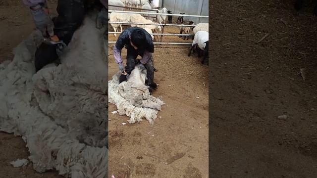 Sheep Shearing It doesn't hurt any animal Sheep shearing clip 17 смотреть онлайн