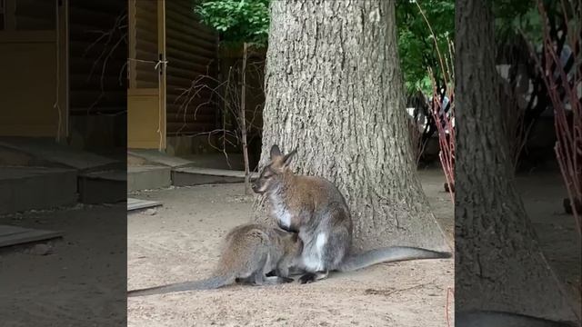 🦘Кенгурёнок из Ленинградского зоопарка уже вылез из маминой сумки, не может отвыкнуть от молока смотреть онлайн