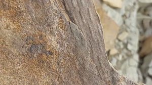 на поиски первых лепидодендронов